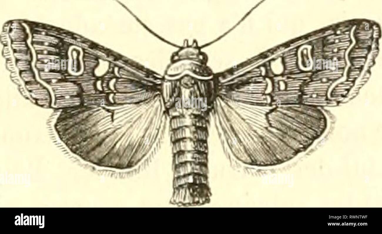 Encyclopédie d'histoire naturelle ; ou, traité EncyclopÃ©die d'histoire naturelle ; ou, traitÃ© complet de cette science d'aprÃ¨s les travaux des naturalistes les plus Ã©minents de tous les pays et de toutes les Ã©poques : Buffon, Daubenton, LacÃ©pÃ¨de, G. Cuvier, F. Cuvier, Geoffroy Saint-Hilaire, Latreille, de Jussieu, Brongniart, etc encyclopdiedhi10chens Année : [186- ?-187- ?] l'APILLOiNS. 69 Le genre. Liipcriiia formÃ© aux dÃ©pens des Hadrnn, crÃ©Ã©s eux-mÃªmes avee d aniiennes loriuti. ne renferme, pour Duponcliel, qu'une dizaine d'espÃ¨europÃ©ennes de la SCÉ. J'^es principales sont la LupÃ©- RiHET Banque D'Images