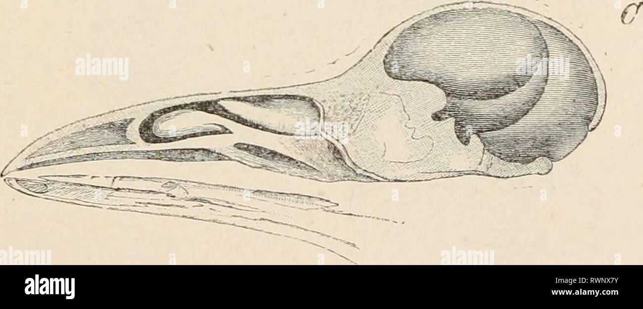 Éléments de l'anatomie comparative des éléments de l'anatomie comparée des vertébrés elementsofcompar00wied Année : 1886 ;. 66A.-SECTIONS VERTICALES LONGITUDINALES À TRAVERS LE CRÂNE DE- A, Salamandra maculosa, B, Tcstudo grara, ET C, Corrus, coronr À SHV LES RELATIONS ENTRE LA boîte crânienne et viscérale PORTIONS. olfactif et organes auditifs. Vestiges de la cartilage primitif sont vus dans la région nasale dans les crânes de mammifères adultes. On a déjà dit que, en ce qui concerne le palais dur, les mammifères essentiellement d'accord avec les crocodiles, mais les pterygoids G Banque D'Images