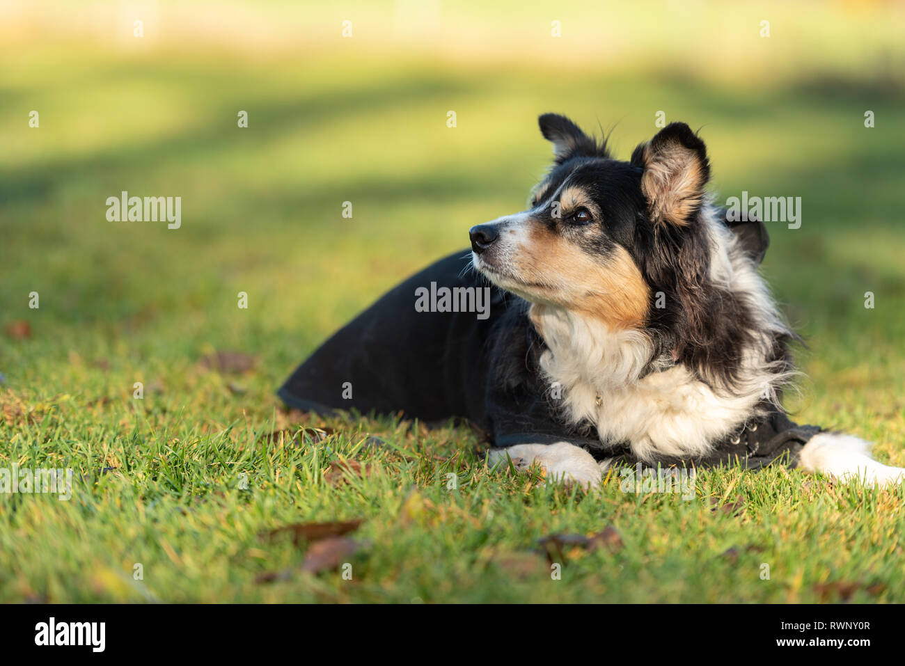 Border Collie âgé de 16 ans. Vieux chien porte un manteau chien en automne pour se protéger du froid. Banque D'Images
