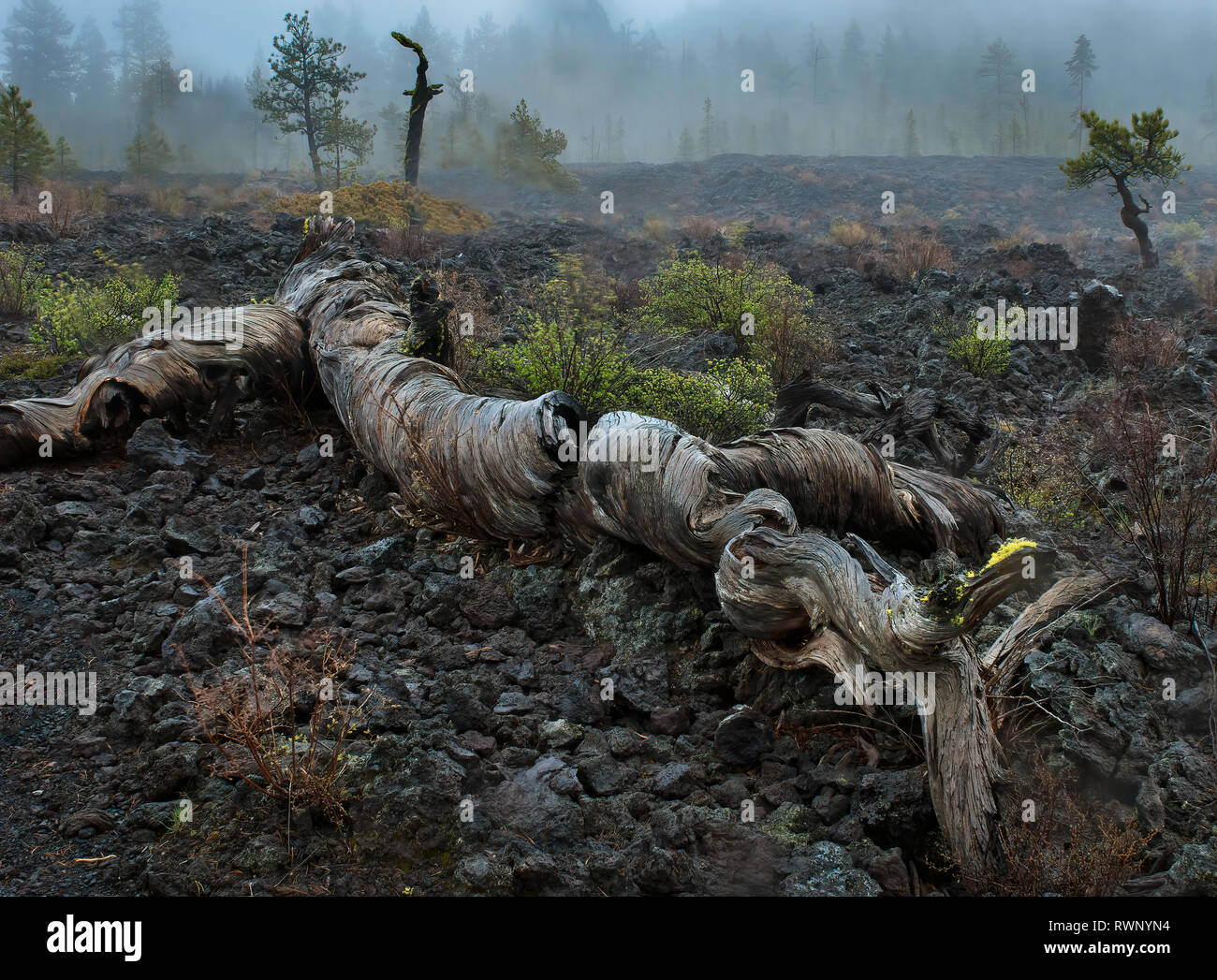 L'ancienne genévrier (Juniperus occidentalis), tombé en Lava Cast en forêt près de Monument Volcanique National Newberry Bend, Oregon. Éruption de lave fr Banque D'Images