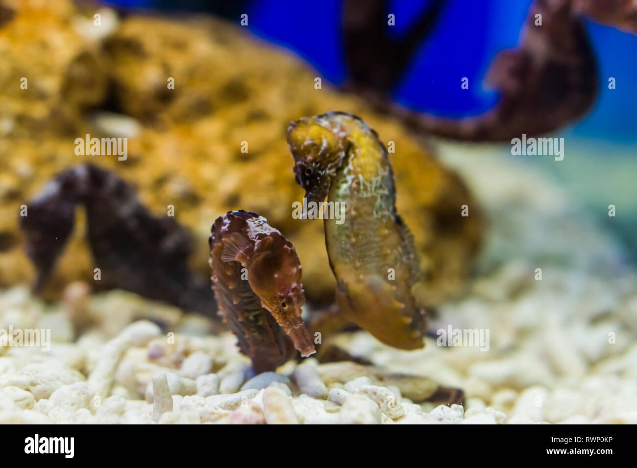 Deux hippocampes du nord ensemble, les animaux de l'aquarium tropical de l'océan Atlantique, espèce animale vulnérables Banque D'Images