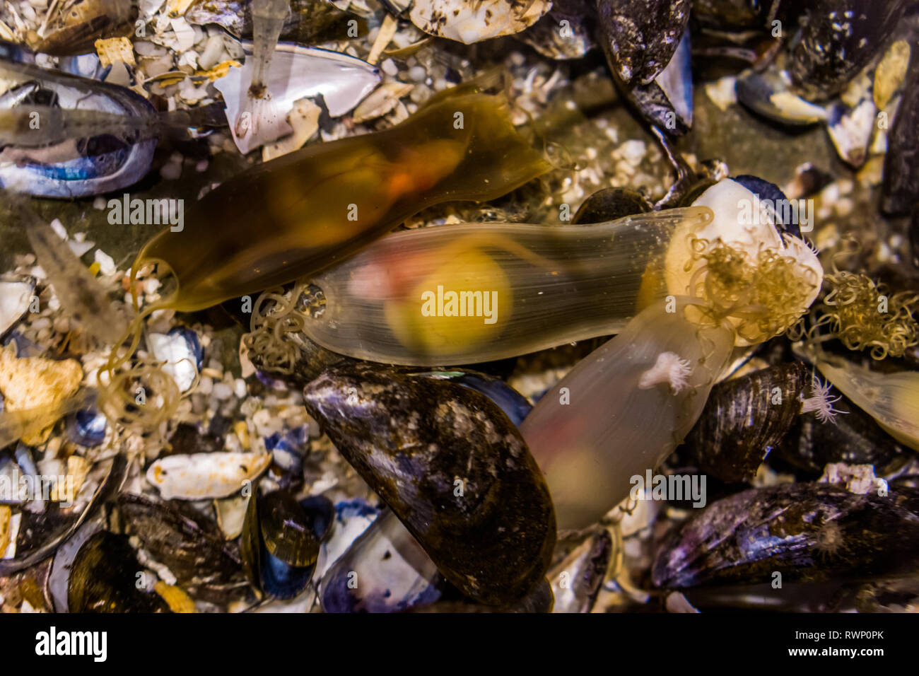 Oeufs de requin chat Banque de photographies et d’images à haute résolution Alamy