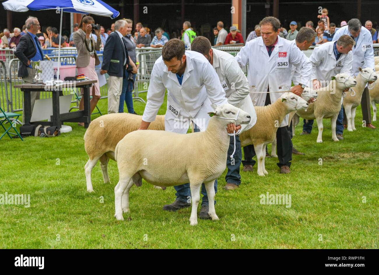 BUILTH WELLS, Pays de Galles - Juillet 2018 : les brebis avec des gestionnaires dans l'anneau de jugement lors d'une fête agricole à Builth Wells. Banque D'Images