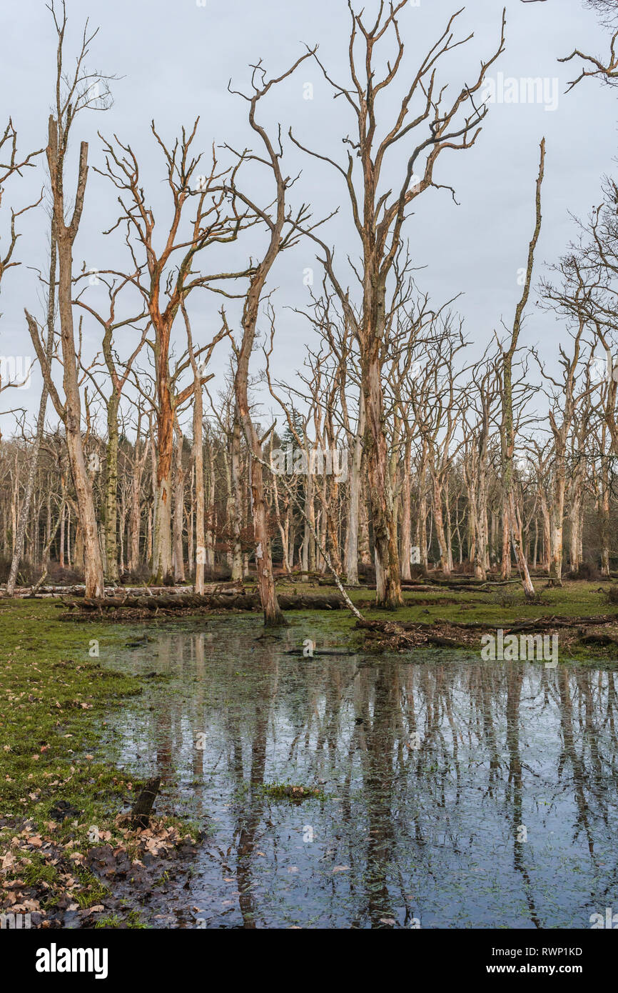 Paysages de plaine inondable Banque de photographies et d’images à