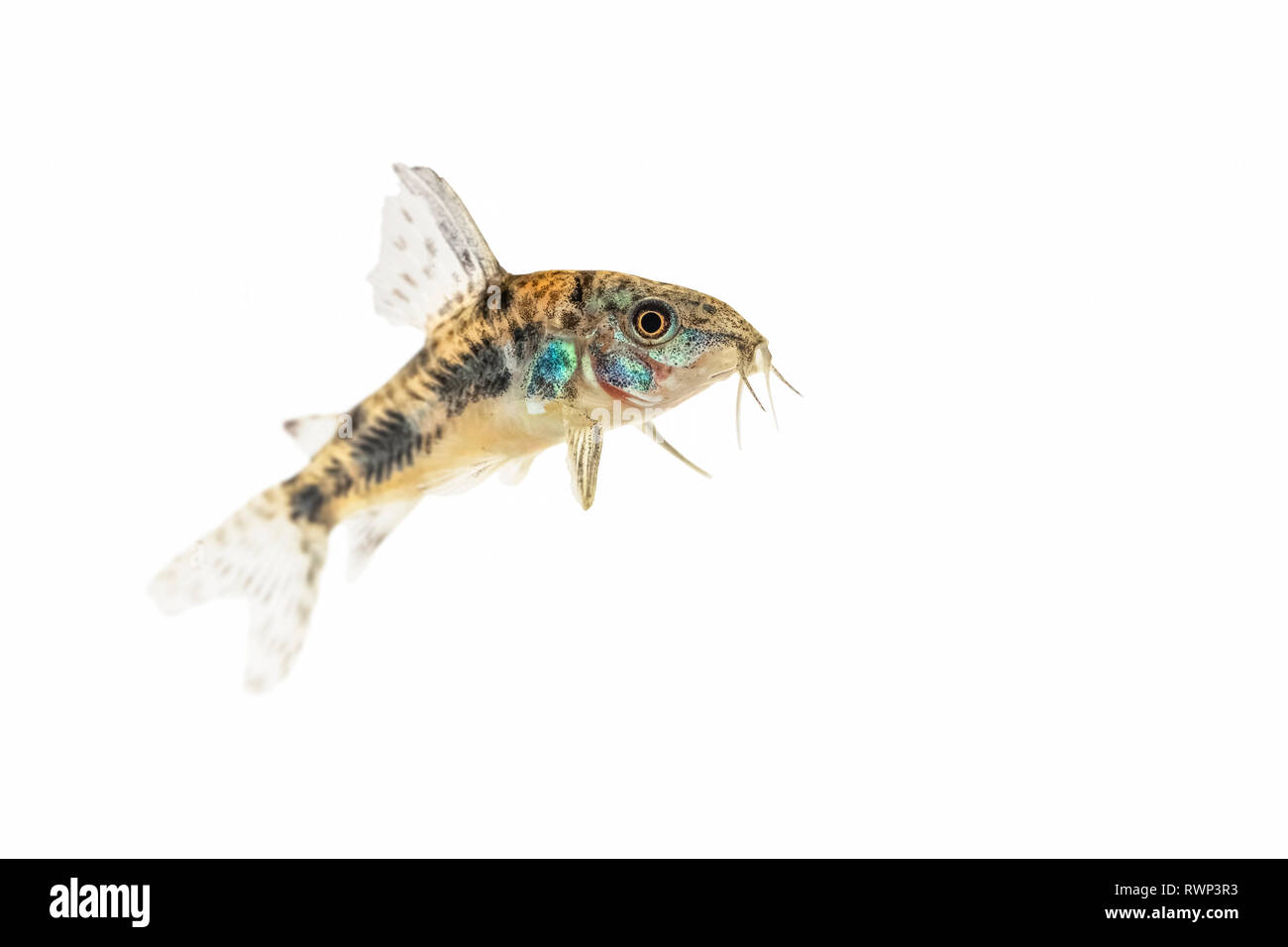 Cory truffé de poisson-chat (Paracheirodon axelrodi) sur un fond blanc Banque D'Images