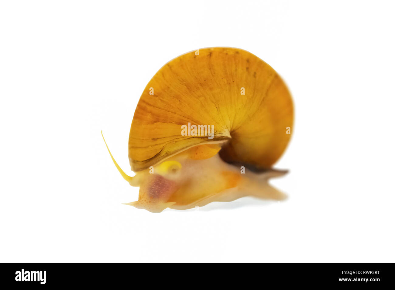 Inca Gold (escargot Pomacea bridgesii) ou Apple Snail, sur un fond blanc Banque D'Images