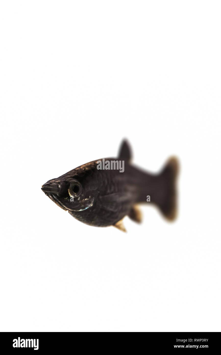 Black Molly commun (poissons Poecilia sphenops) sur un fond blanc Banque D'Images