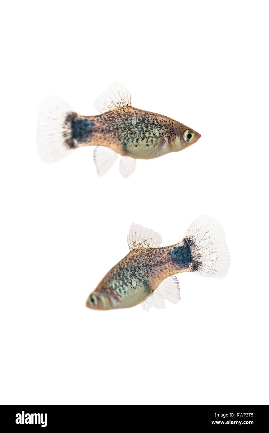 Deux souris Micky bleu poisson platy (Xiphophorus maculatus) sur un fond blanc Banque D'Images