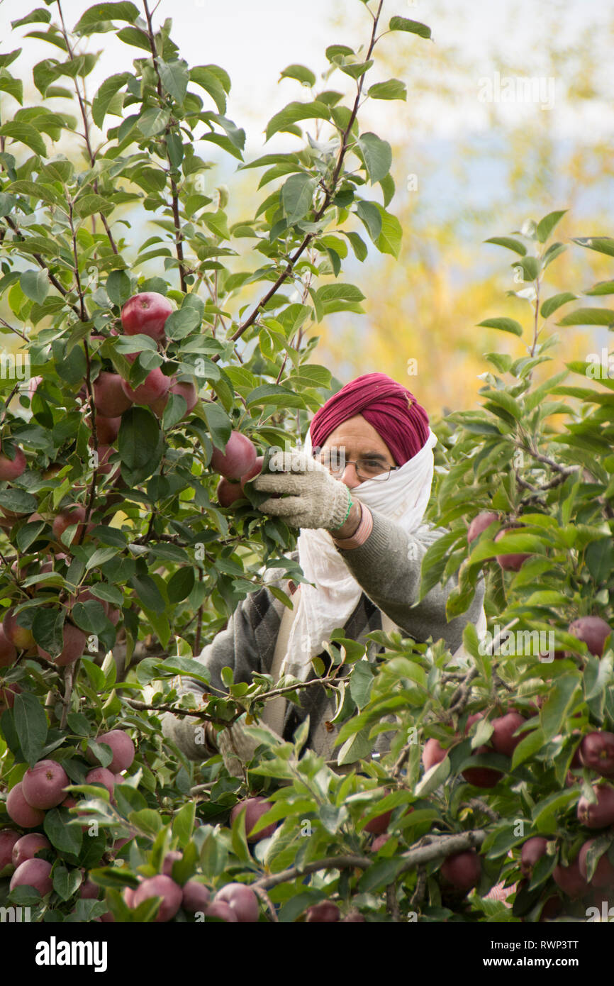 De l'homme patrimoine sikh picks les pommes dans les vergers, Naramata Bench, Okangan Valley, British Columbia, Canada Banque D'Images