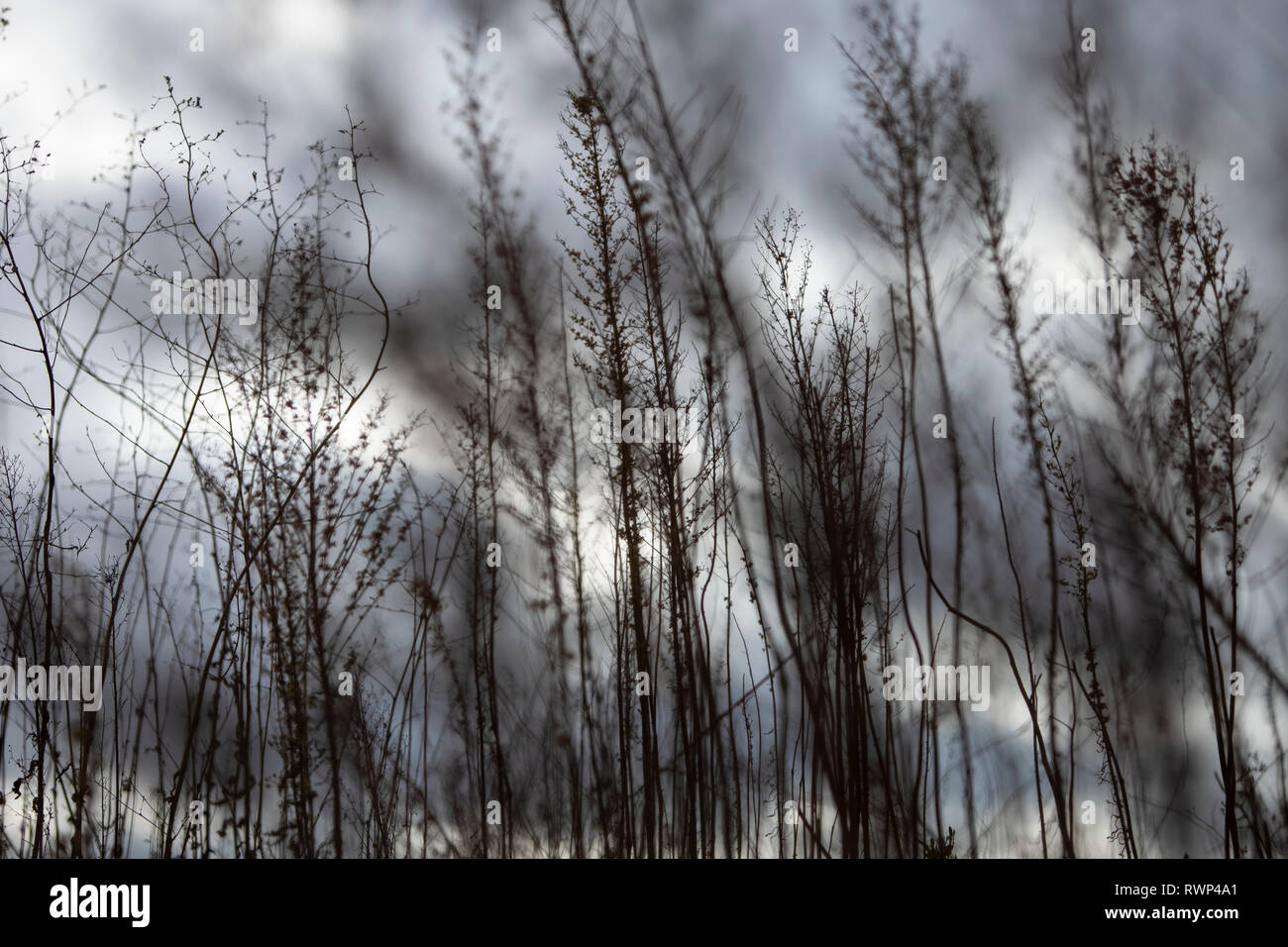 Silhouette de mauvaises herbes et d'un ciel nuageux ; Ontario, Canada Banque D'Images