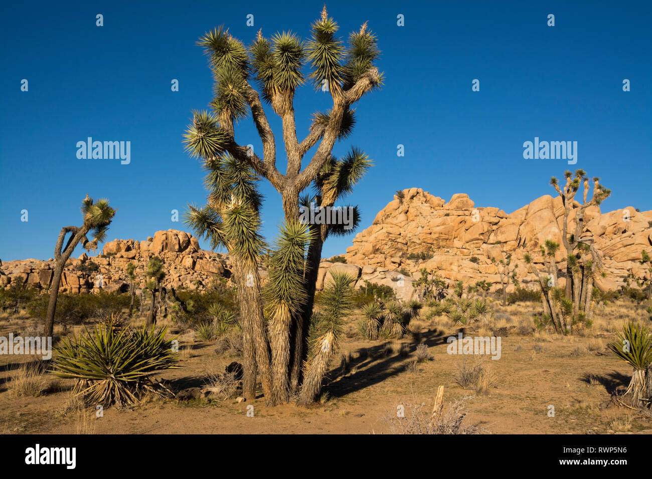 Joshua trees, yucca, yucca, palm tree palm tree et le yucca, Yucca brevifolia, Joshua Tree National Park, California, USA Banque D'Images