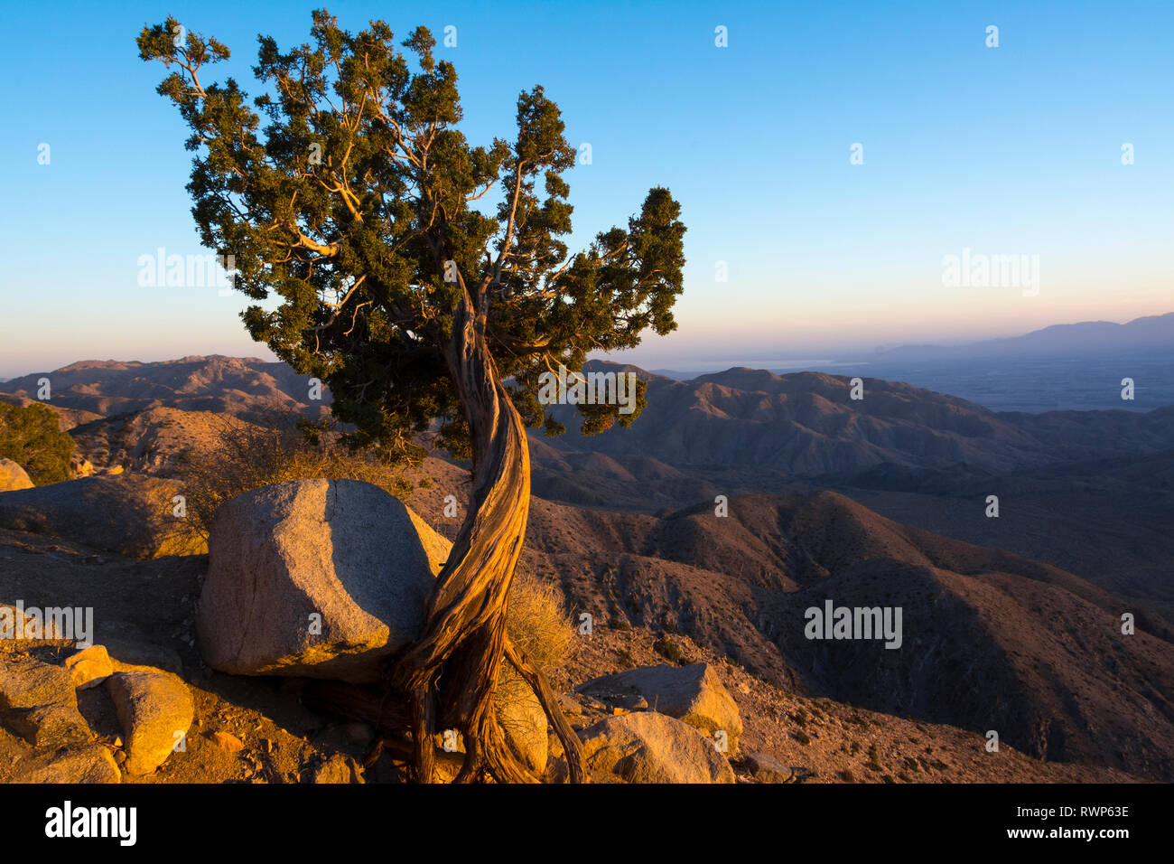 Californie, Juniper Juniperus californica, Joshua Tree National Park, California, USA Banque D'Images