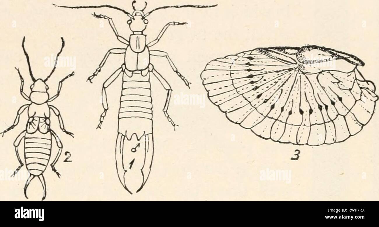 Entomologie élémentaire ([c1912]) elementaryentomo entomologie élémentaire00sand Année : [c1912] 88 ENTOMOLOGIE élémentaire étant d'un quart à un demi-pouce de long. L'aile-couvre sont courts et épais comme ceux de quelques Coléoptères, et à l'extrémité de l'abdomen est une paire de strong, forceplike appendices. Les perce-oreilles FIG. 112. Un taeniata (Forficula perce-oreilles). (Agrandi) Je, homme, femme, 2 ; 3, montrant l'aile se plie et fanlike où les joints de l'extrémité est repliée sur la base sont rares dans les États-Unis, sauf dans le sud, et ne sont pas excessifs. Le nom commun 'earwig' découle d'une vieille super- stition th Banque D'Images