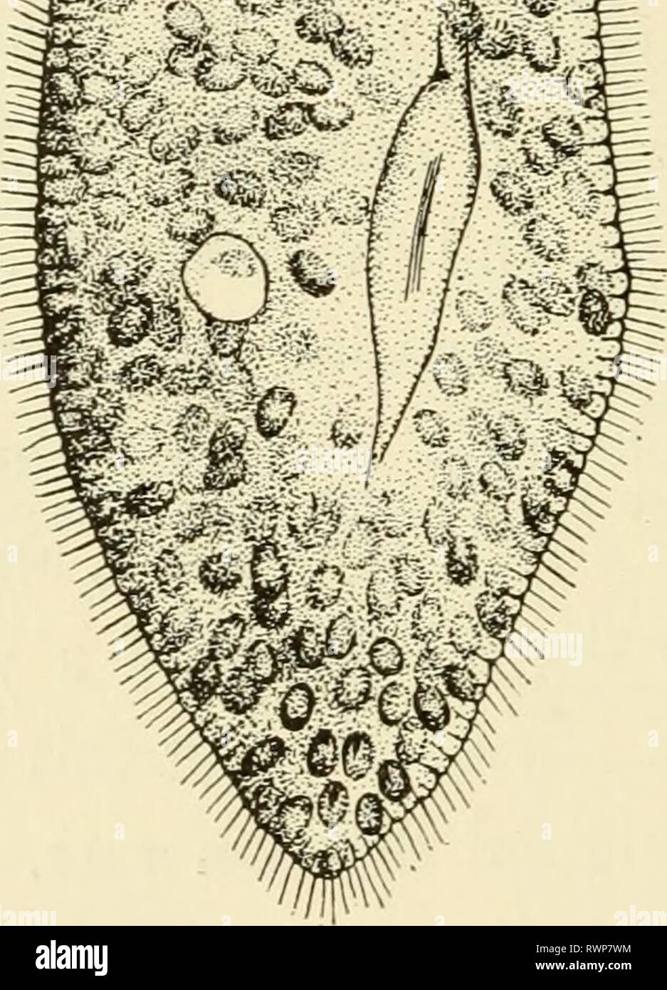 Éléments de biologie, avec des éléments spéciaux de la biologie, en particulier, sur leur rôle dans la vie des animaux elementsofbiolog00buch Année : 1933 ZOOCHLORELLA Fig. ParamcEciitm btirsaria 22.-contenant des cellules végétales, Zoochlorella symbiotique. (Re-dessiné après Conn.) symbiose. Certaines espèces de Paramoecium, par exemple, Paramoocium bursaria, sont fréquemment infectés par une plante verte la croissance cellulaire (Fig. 22). Cette petite plante verte unicellulaire, Zoochlo- rella, se retrouve en nombre suffisant pour donner à l'animal une couleur verte. Cette relation entre l'hôte et l'envahisseur paramoecium cellule végétale Banque D'Images