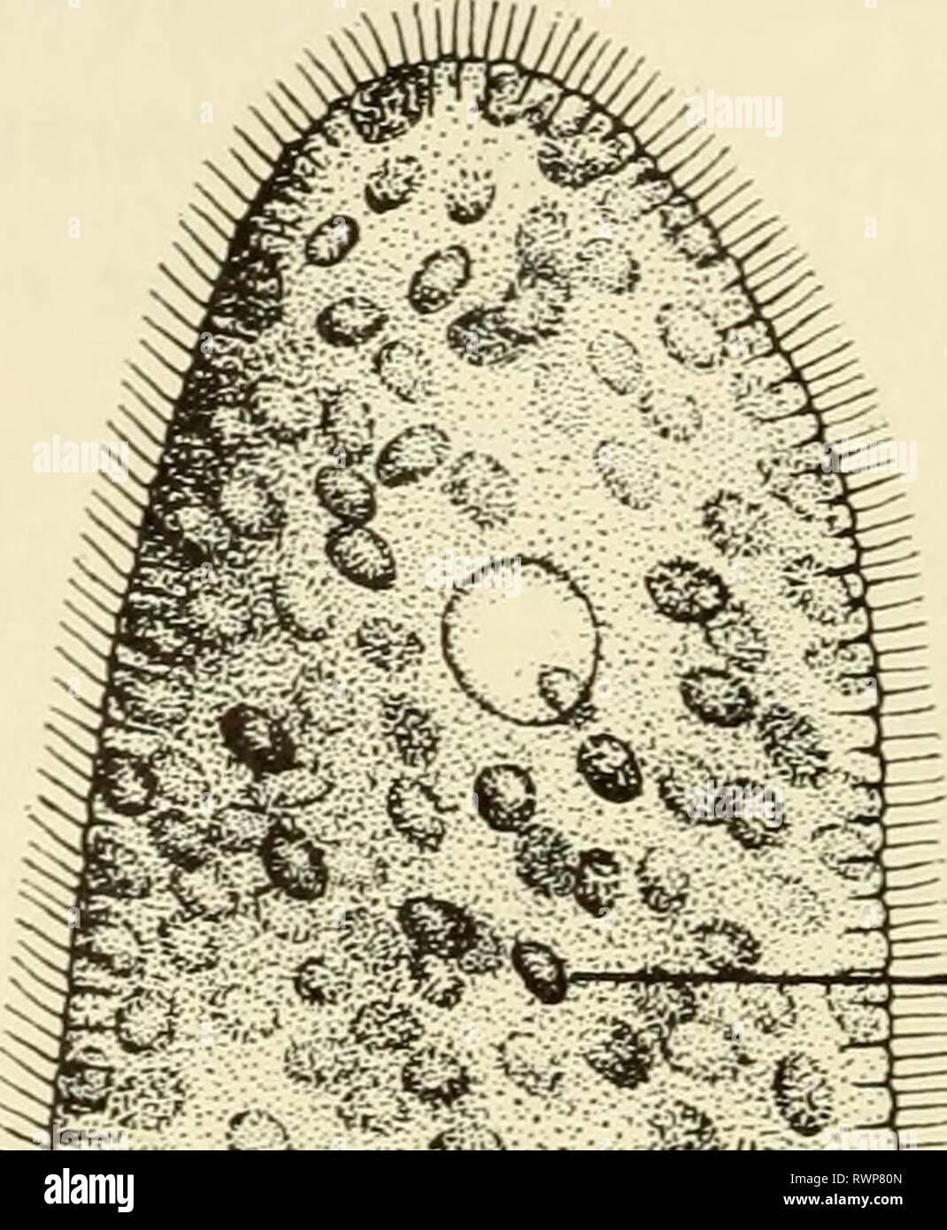 Éléments de biologie, avec des éléments spéciaux de la biologie, en particulier, sur leur rôle dans la vie des animaux elementsofbiolog00buch Année : 1933 72 ÉLÉMENTS DE BIOLOGIE gazeux sont également excrétés comme dans amcebae. En fait, ce transfert direct de matériaux à travers la paroi cellulaire est commun à toutes les cellules de tous les animaux. Dans les organismes multicellulaires complexes d'autres ma- chinery est fourni par laquelle ces substances peuvent être transmises vers et depuis les cellules, mais les faits essentiels concernant les processus en ce qui concerne chaque cellule sont identiques à l'amibe, paramoecium, ou l'homme. ZOOCHLORELLA Banque D'Images