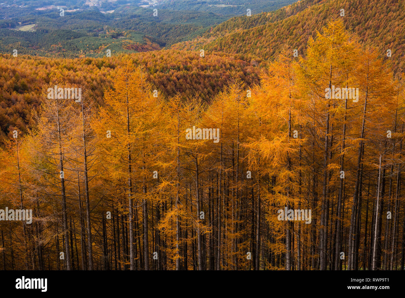 La Préfecture de Nagano, Japon Banque D'Images