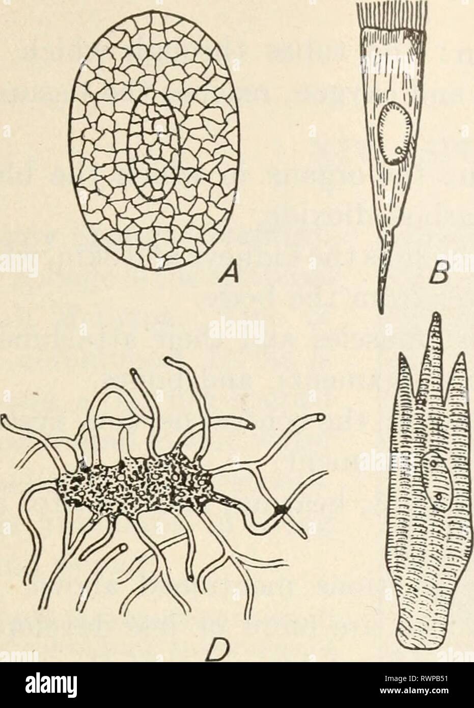 Éléments de biologie ; un des éléments pratiques de la biologie ; un texte utile-livre de corréler la botanique, la zoologie et la physiologie humaine elementsofbiolog00hunt Année : [c1907] METAZOA 189 Banque D'Images