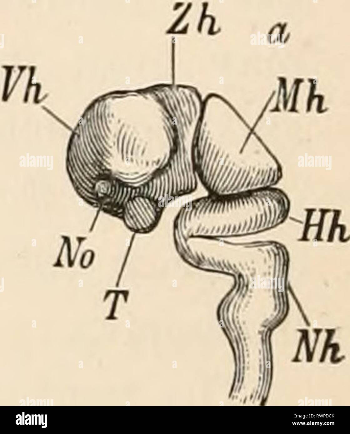 Texte-livre élémentaire de zoologie (1884) texte-livre élémentaire de zoologie0201elementarytextbo clau Année : 1884 MO FIG. 577.-a. Cerveau et partie antérieure de la moelle épinière d'un embryon humain vu de côté (après Kolliker). Vh, Avant-cerveau ; Zh, thalamencephalon ; Mh, mi-cerveau : HH, Hind-cerveau ; Nh, medulla oblongata ; T, la face antérieure de l'extrémité ventrale thalamencephalon ; non, nerf optique. 1. La section longitudinale schématique à travers un cerveau des vertébrés (après Huxley). Hs, Hemispheres ; LO, lobes olfactifs ; Flo, nerf olfactif ; ThO, thalamus optique ; T7, troisième ventricule ; non, nerf optique ; H, corps de l'hypophyse ( Banque D'Images