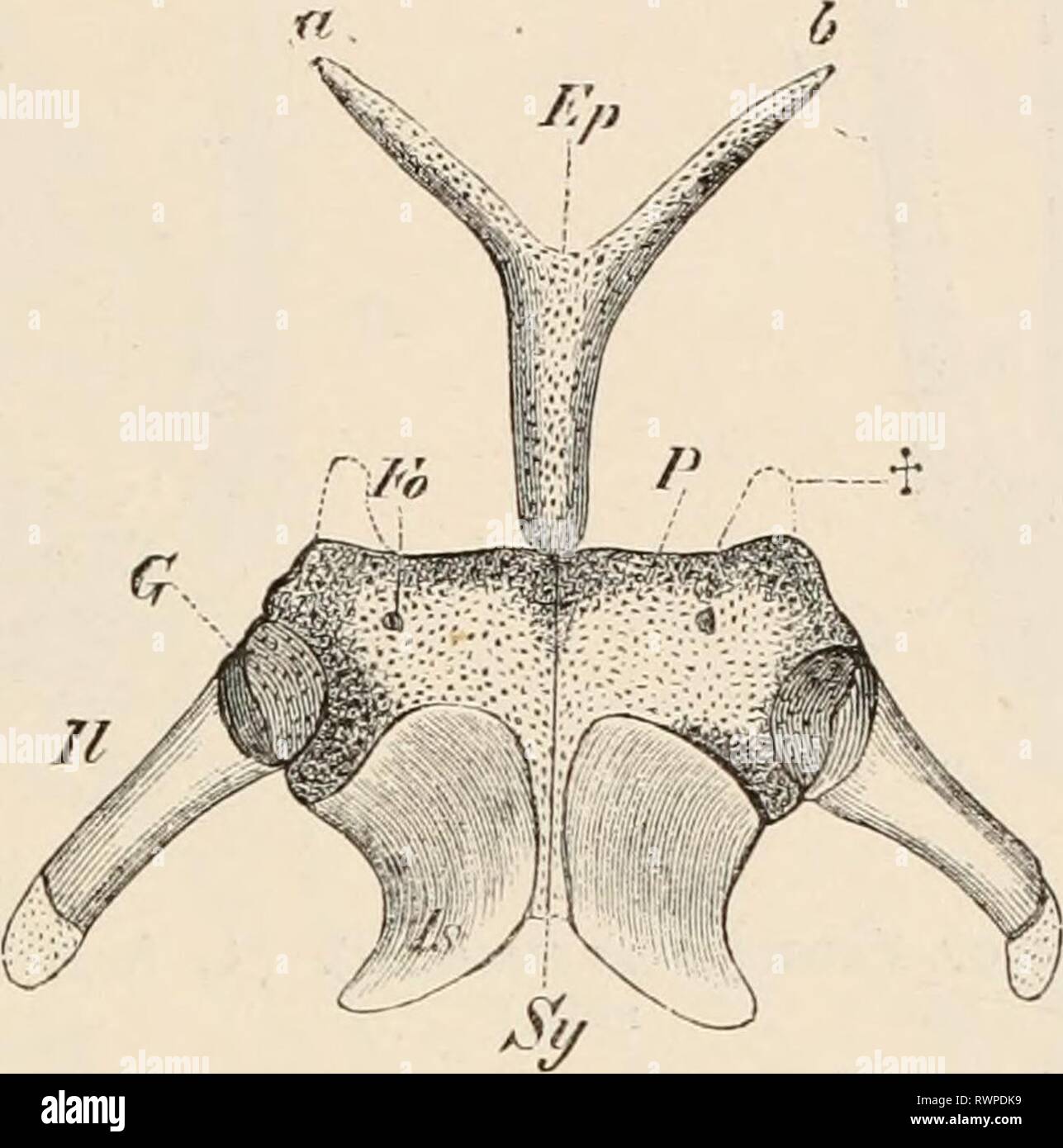 Éléments de l'anatomie comparative des éléments de l'anatomie comparée des vertébrés elementsofcompar00wied Année : 1886 PASSAGE pelvien. Vertèbre 93 ?, et correspond au processus iliaque mentionnés ci-dessus comme étant présent dans certains poissons ; de ce dernier, la partie antérieure de l'élément ventrale est parlé de comme le pubis, la face postérieure de l'ischion. La cavité articulaire de l'os de cuisse (acétabulum) est située au point de jonction des éléments pelvien. Ainsi, nous nous réunissons ici avec un rez-de-forme essentiellement similaire à celle de la nageoire pectorale arch (Fig. 71). Dans le bassin d'Anoures des Urodèles et un seul p ventrale Banque D'Images