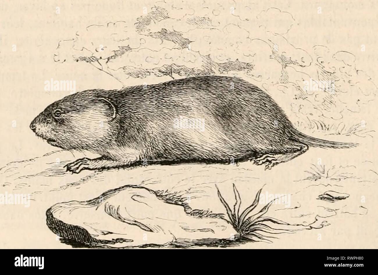 Encyclopedie D Histoire Naturelle Ou Traite Encyclopa C Die D Histoire Naturelle Ou Traita C Complet