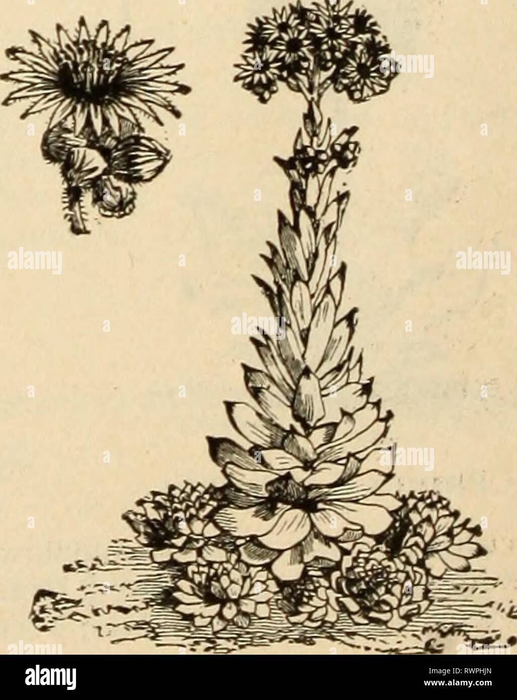Ellwanger et Barry's catalogue complémentaire et supplémentaire de l'Ellwanger Barry catalogue nouveautés, etc. : 1898 ellwangerbarryss1898moun Année : 1898 3 pouces. Long 25c., feuilles étroites ; très joli. 25C. 18 à 34 25c. Sedum acre. S. aQre. Bon de délignage ; fleurs jaunes ; 8. Aizoon. Télévision les chefs de fleurs jaunes ; pouces. 25C. S. album. Blanc, Avith petit feuillage ; 3 pouces S. anacainpseros. Fleurs violettes. 25C. S. atropiirpiireum. Feuillage rouge foncé et des fleurs. 25C. S. cruceatuni. Blanc, oross-shai&gt; ; feuillage de 6 pouces. Juillet. 25C. S. hybriduin. Feuillage jaune pâle ; petit ; 6 pouces. De juin. 25C. Banque D'Images