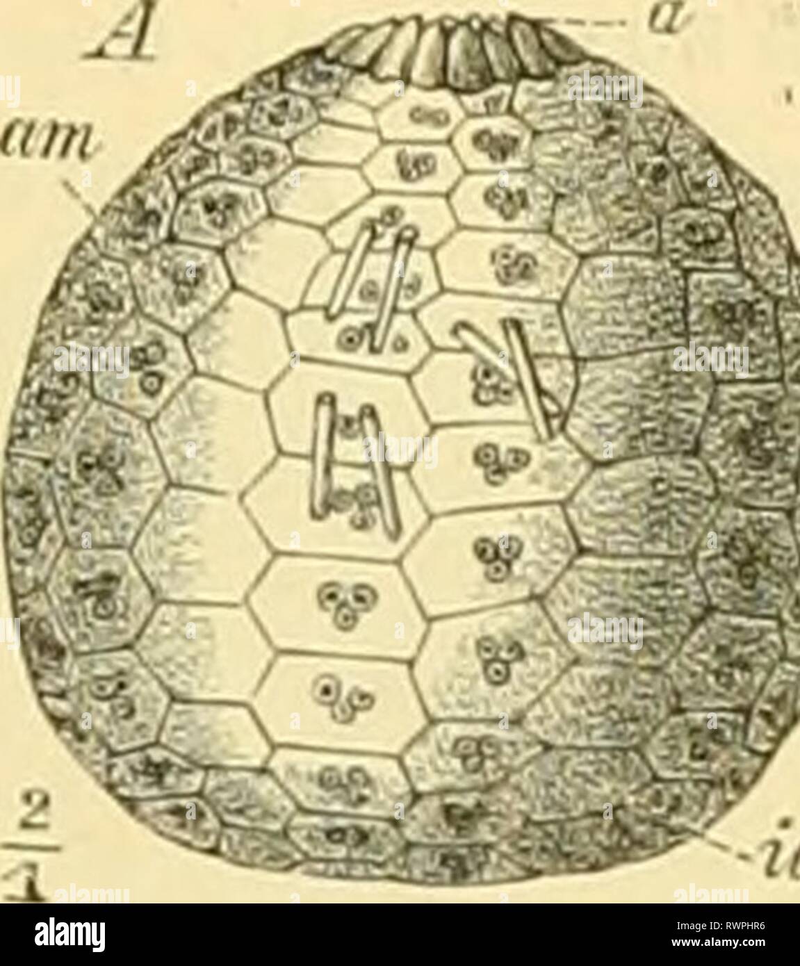 Elemente der paläontologie bearbeitet (1890) Elemente der paläontologie bearbeitet elementederpal00stei Année : 1890 Fig. 122. Eine aus 2u m e r i d i o u a 1 e n Rei- Kalkplatten Öeeigelpchale bestellende poule tonne [Cidaris] von oben gesellen. » Afterlücke  = polar, gelegen. Fig. 123. Eine aus 15 meridionalen Ealkplatten bestehende Reihen von igelschale BüVnioLHiiiris- Voir [), von der Seite ge- sehen, a  = Äfterlücke, polar gelegen. die Schale zusammengefügt, ist stets sind dans meridionalen Reihen ange- ordnet (Fig. 123), deren Zahl gewöhnlich beträgt 20, bei den meisten pa- läozoischen Formen ab Banque D'Images