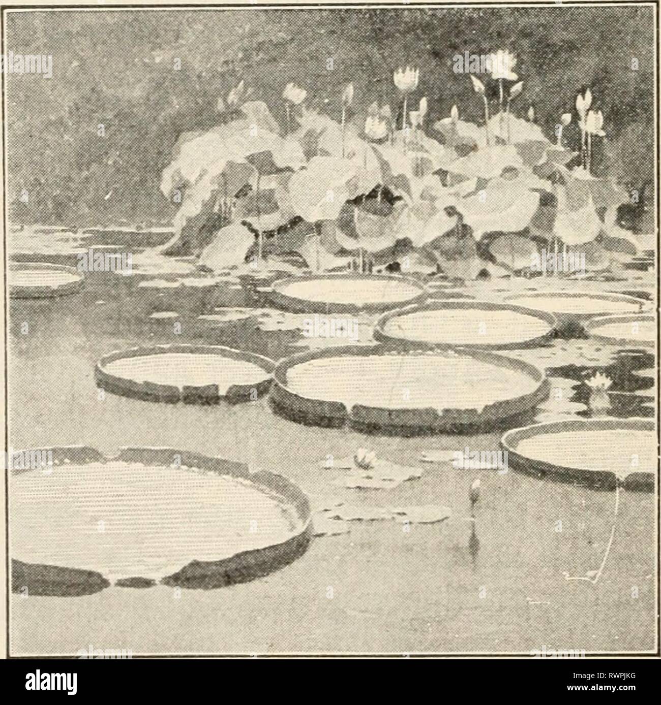 Éléments de biologie ; un des éléments pratiques de la biologie ; un texte utile-livre de corréler la botanique, la zoologie et la physiologie humaine elementsofbiolog00hunt Année : [c1907] une usine de traitement de l'eau, montrant le leaflike finement divisé pax'ts. Plantes à feuilles flottantes. Banque D'Images