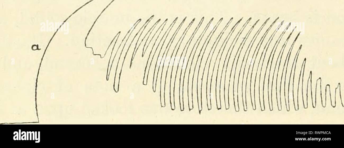 Éléments de physiologie humaine (1907) Éléments de physiologie humaine elementsofhumanp05star Année : 1907 146 physiologie de sorte qu'il n'est pas suffisant de dire que la contraction volontaire est un tétanos de huit ou douze par seconde. Si c'est un tétanos, il doit y avoir un moyen par lequel chaque individu contrac- tion peut être réduit jusqu'à ce qu'elle est distincte, ou allongé jusqu'à ce qu'elle fusionne avec la prochaine contraction pour produire une continuité ininterrompue le tétanos. Et nous ne devons pas oublier que le stimulus électrique diffère à plusieurs de ses effets à partir de la stimulation naturelle, et ainsi de ne pas transférer tous nos résultats de la stimulation électrique trop u Banque D'Images