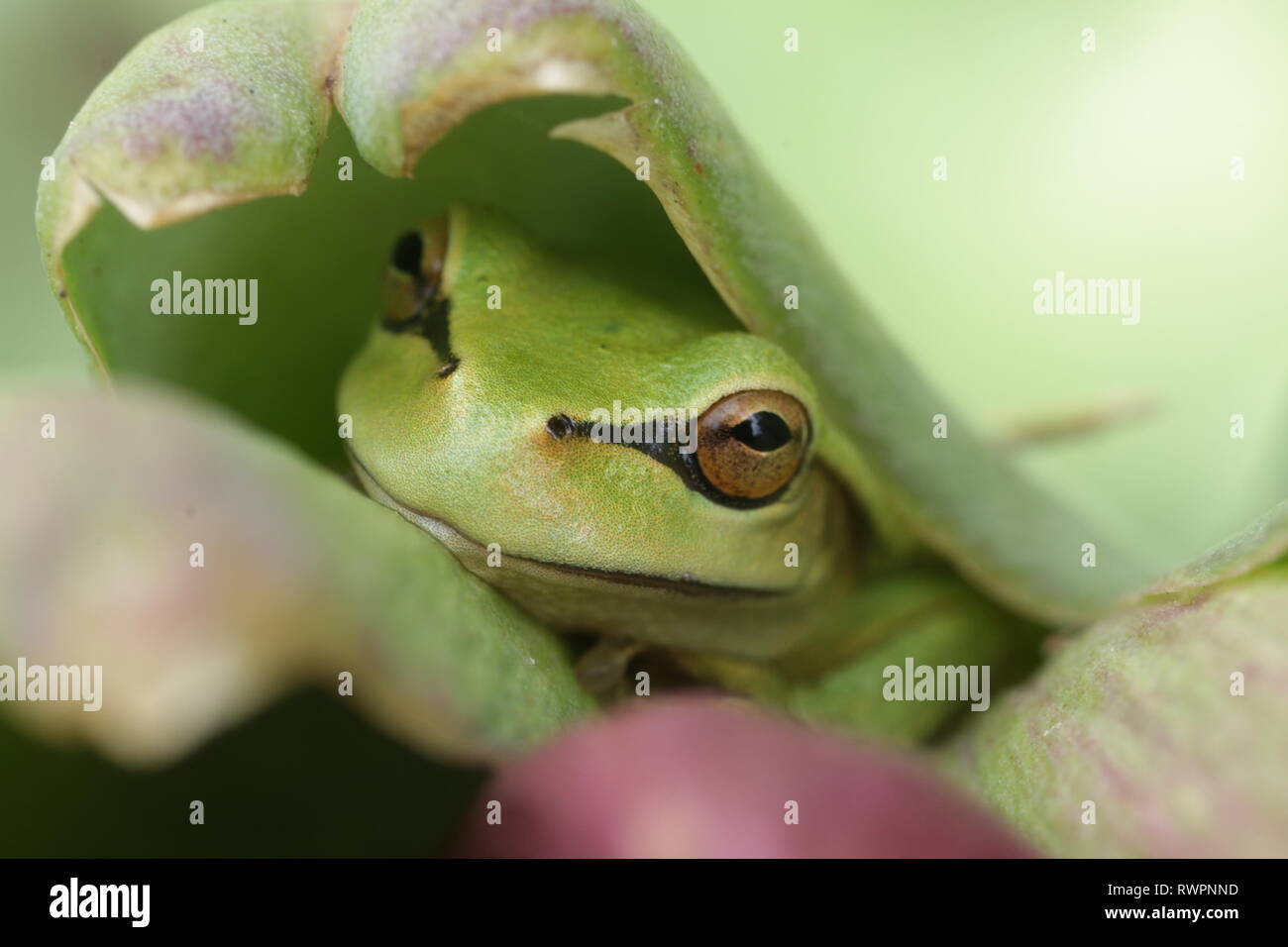 Une belle grenouille verte avec des yeux d'or caché dans la feuille d'un artichaut. Banque D'Images