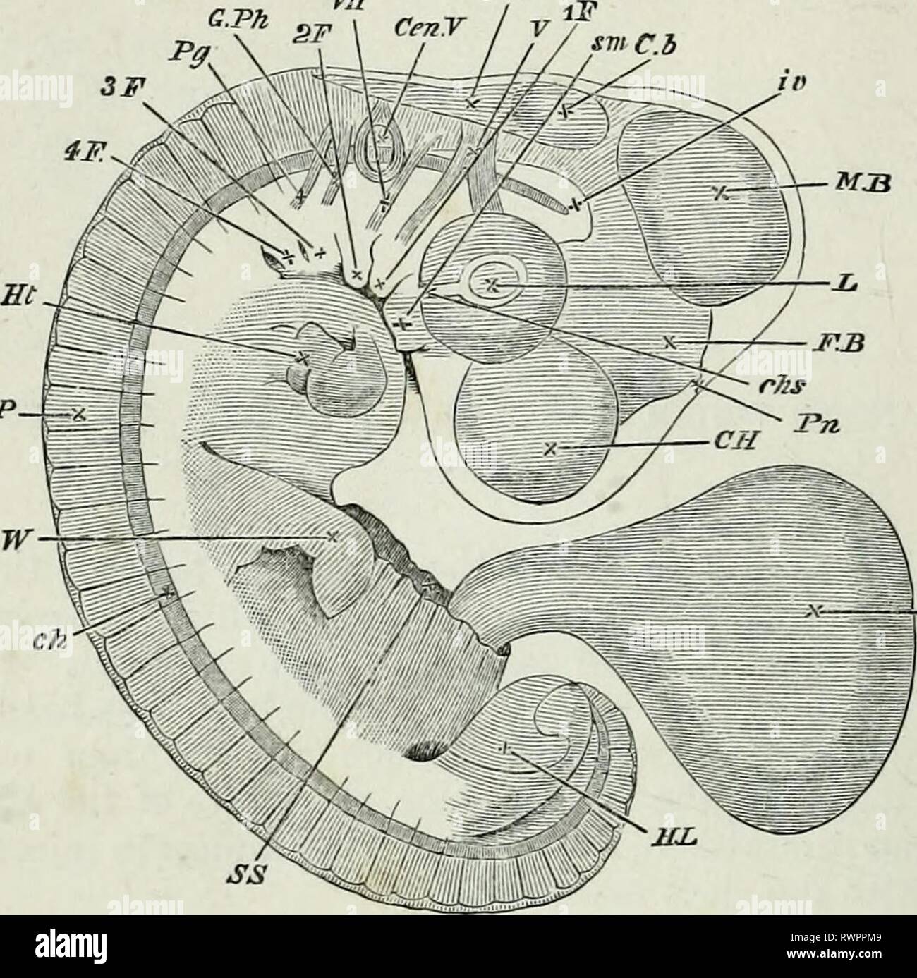 Les éléments d'embryologie, (1874) Les éléments d'embryologie, elementsofembryo74fost Année : 1874 142 LA QUATRIÈME DAT. [Chap. Fig. 46. JV.V - MP-Embeto M a la fin du quatrième jour considéré comme une tkansparent objet. L'amnios a été entièrement retiré, l'extrémité coupée de la tige est montré à S.S. avec l'allantoïde (Al.) qui sort de lui. C.H. hémisphère cérébral. F. B. cerveau avant de la vésicule ou troisième ventricule avec la glande pinéale (Réf.) projection de son sommet. M.B. milieu cerveau. Cb. le cervelet. IV. C. quatrième ventricule. L.'objectif. ch.s. fente choroïde. En raison de la croissance de l'opt Banque D'Images