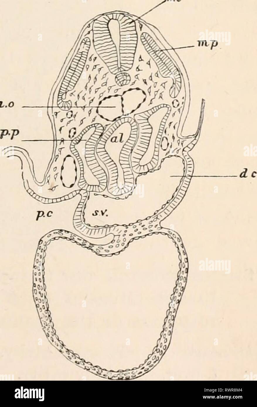 Les éléments d'embryologie (1889) Les éléments d'embryologie humaine elementsofembryo fostuoft Année : 188900'^^» Traxsverse MgMi Sections à un embryon de poulet avec vingt-et-un Mesoblastic aux somites montre ce forma- tion de la cavité péricardique, A. étant l'Ante- vant Section. pp. cavité corporelle, pc. cavité péricardique, coll. cavité alimentaire. au. oreillette, ventricule, c. sv. sinus veineux. dc. canal cuvieri. ao. l'aorte, mp. muscle-plaque, mc. cordon médullaire. Banque D'Images