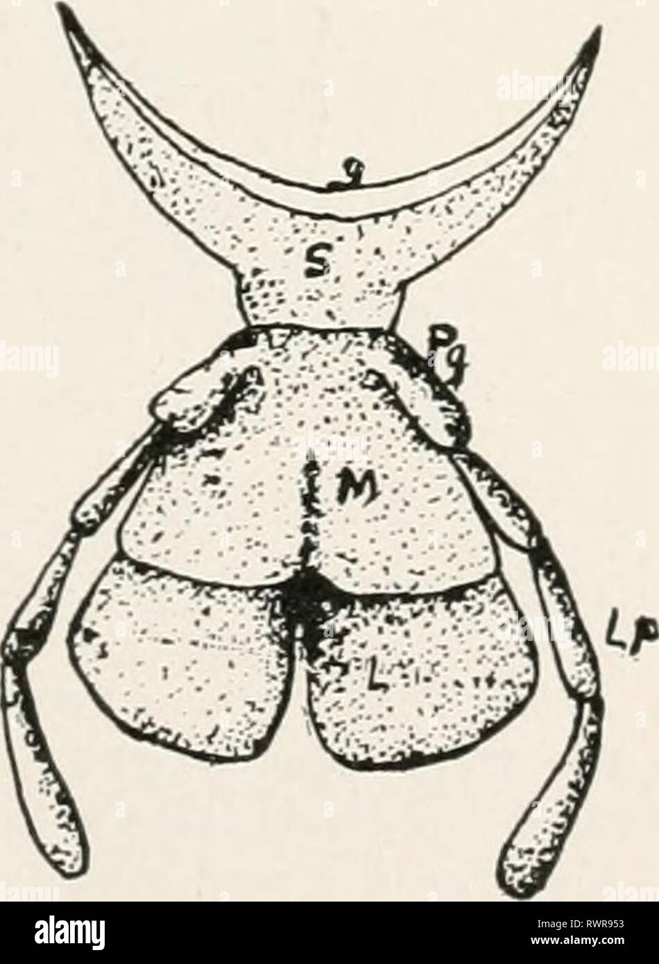 Études élémentaires dans la vie d'insectes dans des études élémentaires insectes elementarystudie00hunt Année : 1902 forme' -FONCTION VXD 259 107.) Le biseau retiré, extraire avec précaution les deux maxilles, cherchant à obtenir la pleine partie basale. À l'aide d'une petite lentille à la main, les pièces suivantes peut être établie : Lacinia.-une courbe et de la partie, un peu comme les mandibules. (Fig. 169, Le.) Galea. laterad- ment ou à l'extérieur de l'lacinia est la galea en forme de cuillère. La galea est composé de deux seg- ments. (Fig. 196, gl.Y. Palpus-découlant de la base de la galea est long cinq cardan palpus, o Banque D'Images