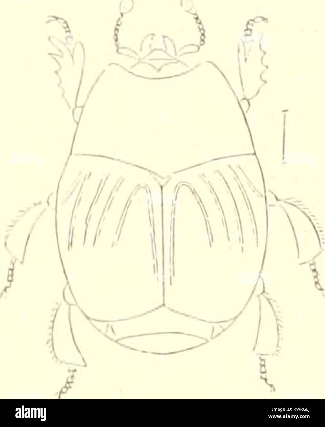 Encyclopédie d'histoire naturelle ; ou, traité EncyclopÃ©die d'histoire naturelle ; ou, traitÃ© complet de cette science d'aprÃ¨s les travaux des naturalistes les plus Ã©minents de tous les pays et de toutes les Ã©poques : Buffon, Daubenton, LacÃ©pÃ¨de, G. Cuvier, F. Cuvier, Geoffroy Saint-Hilaire, Latreille, de Jussieu, Brongniart, etc encyclopdiedhi06chens Année : [186- ?-187- ?] Fig. L'27. - Iapriiim rcnusulvanicui. Fil ; l'Est. Â S&lt;p'dinulfts iiius ipt. Les Sapr'mui sont de petits llistÃ¯roÃ©diens d'un noir brillant, qui se trouvent, le plus souvent, dans les cadavres d'animaux, mais n'avez qu Banque D'Images