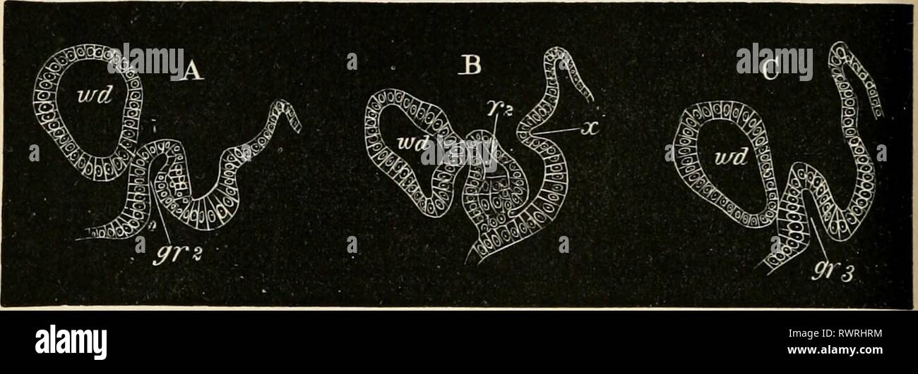 Les éléments d'embryologie (1889) Les éléments d'embryologie humaine elementsofembryo fostuoft Année : 1889 100 216 LE QUATRIÈME JOUR. Fig. 70. [Chap. Les articles qui fais deux op les invaginations péritonéale qui donnent naissance à la partie antérieure de la MuL- lerian conduit (pronéphros). Un est le 11e article de la série. B " 15e " " C " " " 18gr 2 seconde gorge, gr 3 la troisième gorge, r 2 deuxième ridge, deo. Wolfl&un conduit. Aussi longtemps que les ouvertures persistent, le conduit de Mullerian consiste simplement d'un très petit rudiment, continu avec le d'entre eux, et plaça son membre solide semble s'unir avec les murs de t Banque D'Images