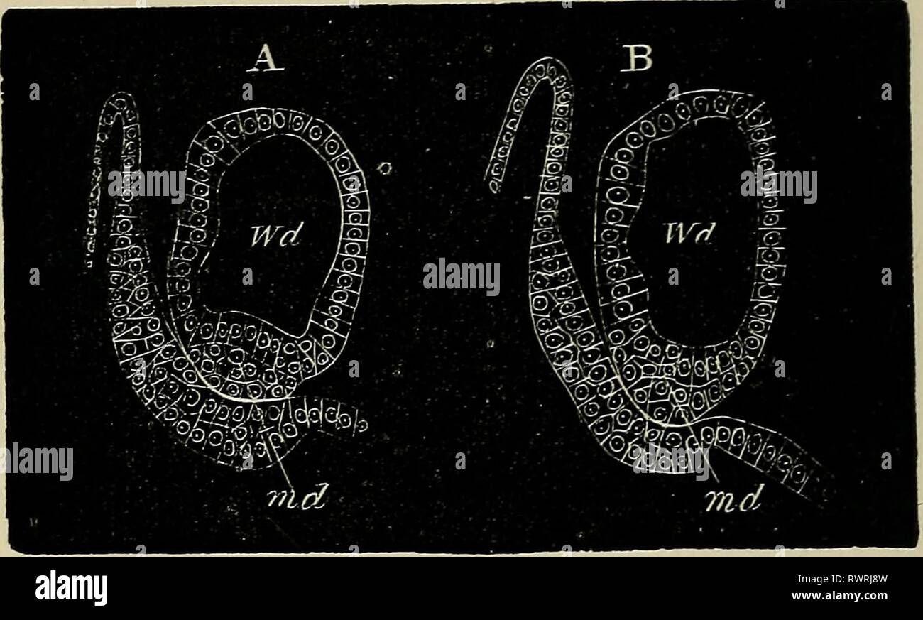 Les éléments d'embryologie (1883) Les éléments d'embryologie humaine elementsofembryo00fost Année : 1883 218 LE QUATRIÈME JOUR. [CHAP. Fig. 72. Deux sections qui fais la jonction de la partie solide de la borne du conduit de Mullerian avec le de Wolff. Dans un la portion terminale de l'air est tout à fait distincte ; en B, il s'est uni avec les murs de la Wolff. md. Miillerian d'air. Deo. Wolff. murs de la Wolfi&un conduit, il peut se développer à partir de cellules provenant de ce conduit. Le conduit de Mullerian atteint enfin le cloaque s'il n'a pas à la femelle pendant une longue période s'ouvrent sur elle, et dans t Banque D'Images