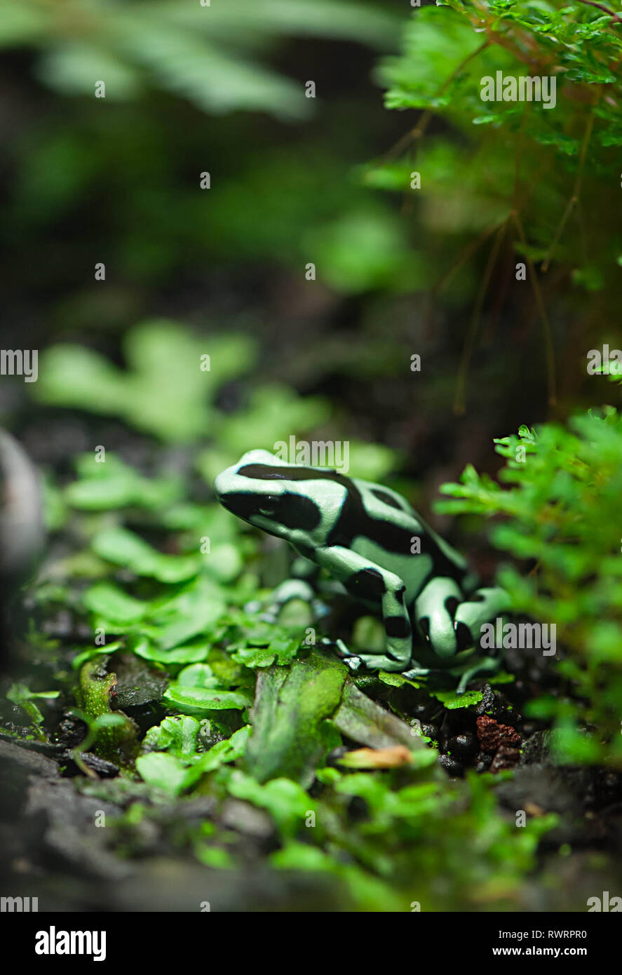 Green and black poison dart frog ou poison arrow frog aka Dendrobates auratus Banque D'Images