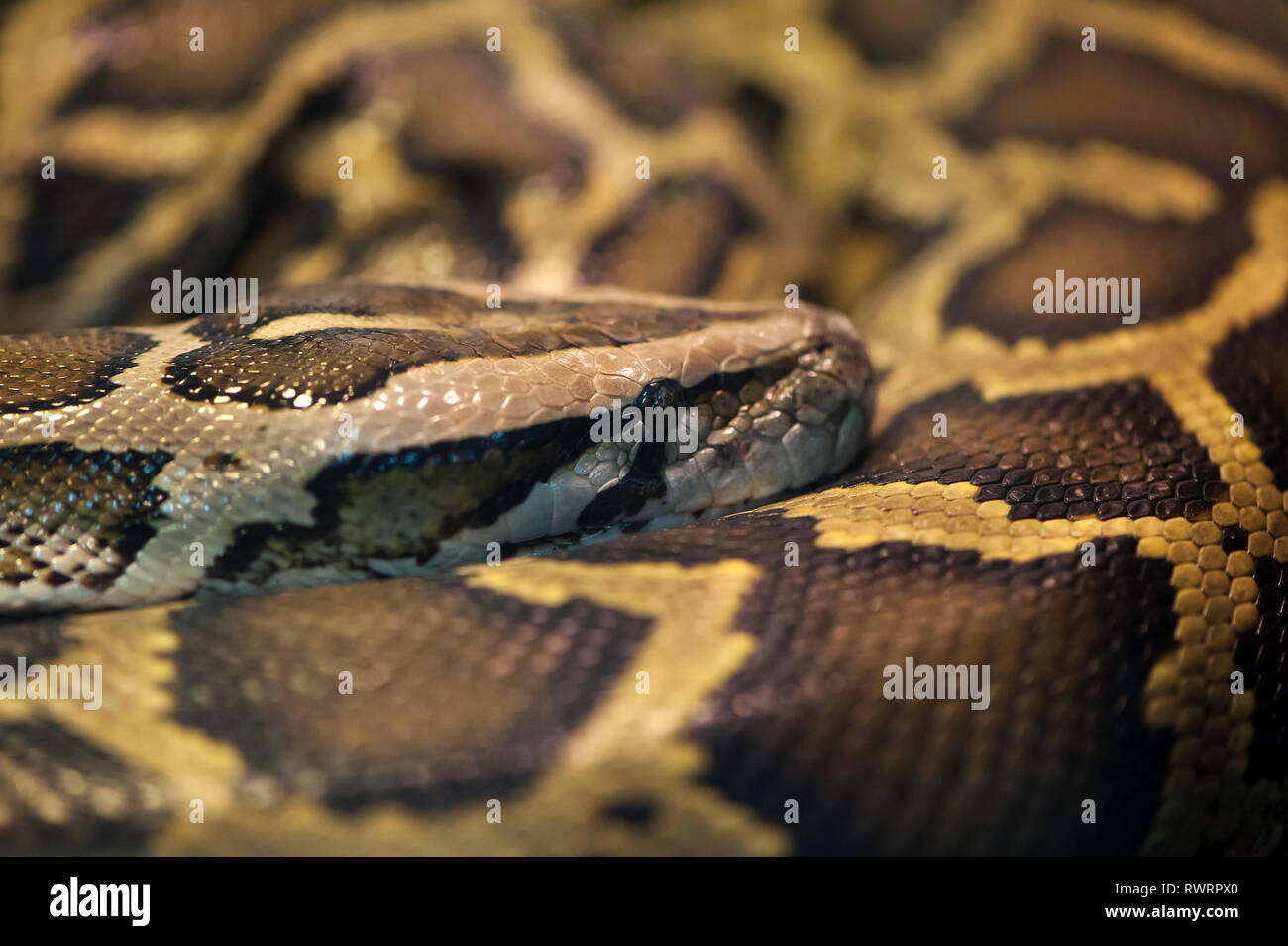 Serpent Python recroquevillé dans un anneau et le sommeil Banque D'Images