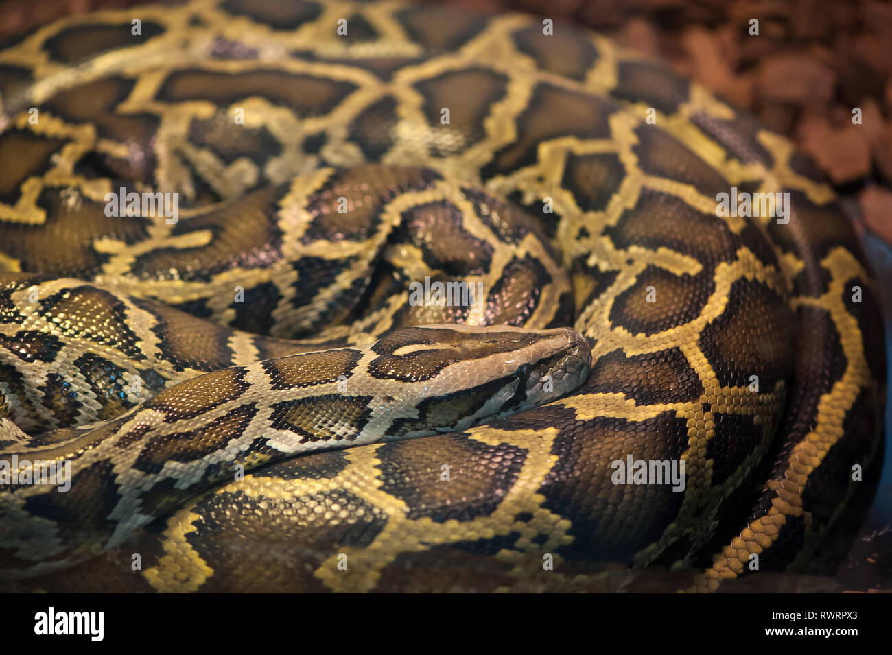 Serpent Python recroquevillé dans un anneau et le sommeil Banque D'Images