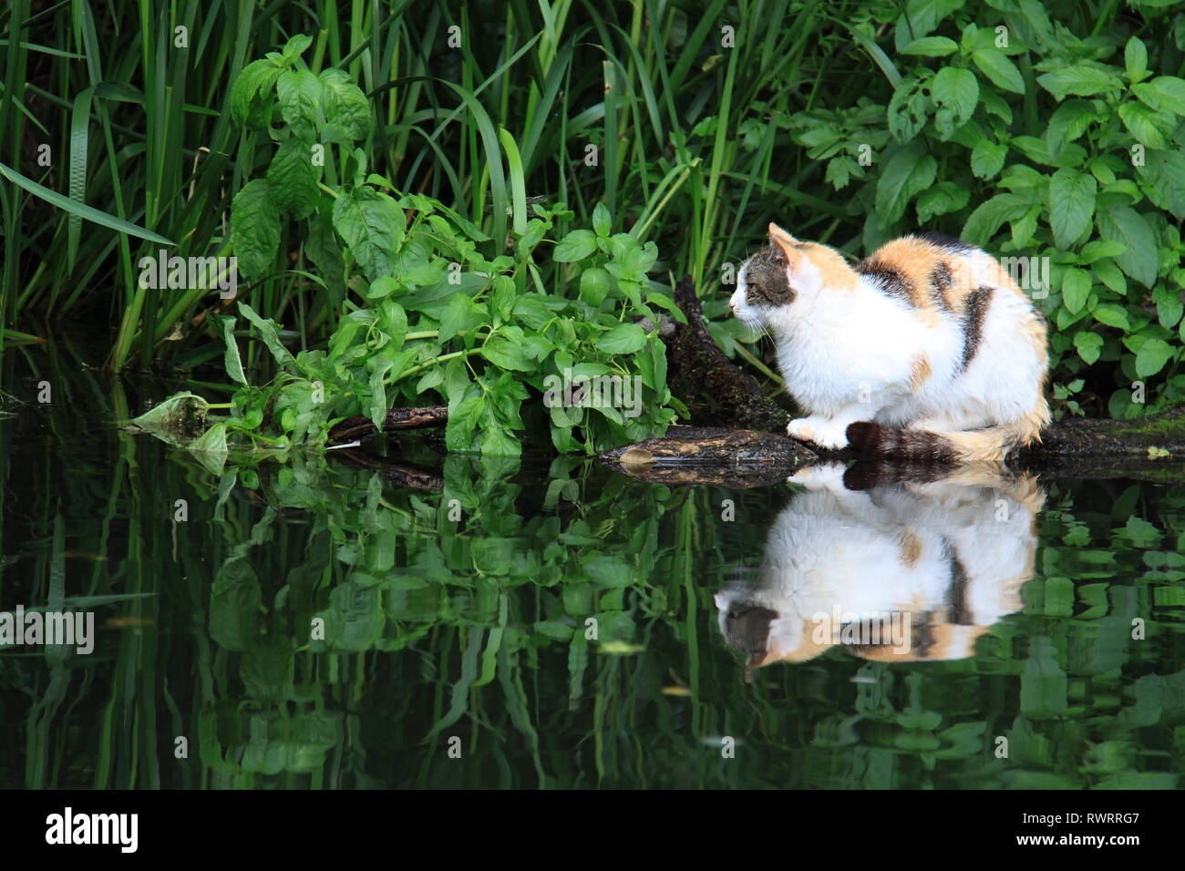 Un chat se reposer près de l'eau d'un étang entouré d'une nature verdoyante. Banque D'Images