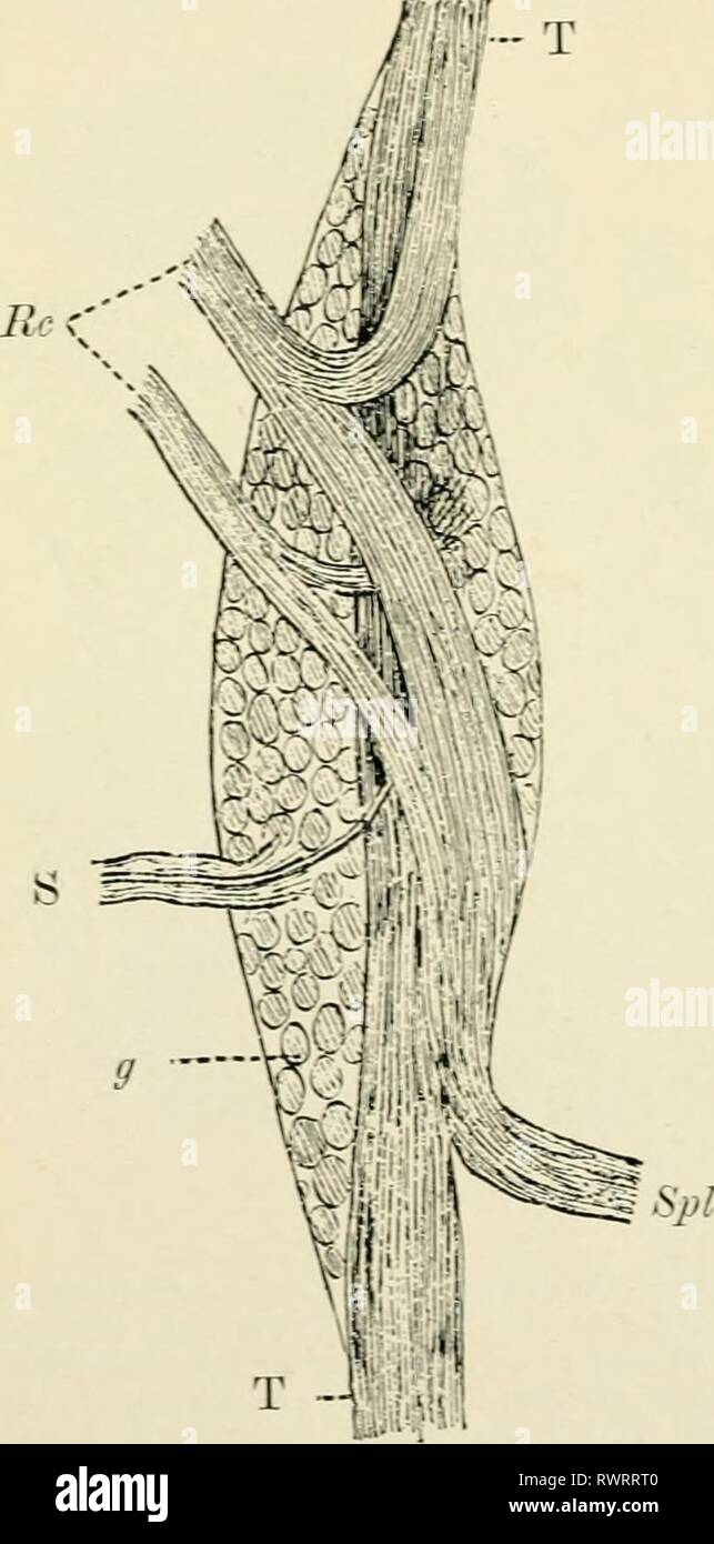 Éléments d'histologie (1898) Éléments d'histologie elementsofhistol00klei Année : 1898 26o Éléments d'flisroLOGV ganglionnaires microscopiques. élargissements sur bon nombre des nerfs sympathiques l)ranclies dans le organes thoraciques et abdominaux. S se produisent dans certains organes très numerouslyâe.g. ,Â 7,,^^, tube digestif, de la vessie (Fig. 166 et Fig. 167), les organes respiratoires, glandsâand salivaires sont de toutes tailles, de quelques cellules ganglionnaires placé entre, soit latéralement pour, le nerf tibres d'un petit paquet, à ovale, sphérique, ou irrégulièrement - shayyed masses de cellules ganglionnaires placés dans le cadre d'une la Banque D'Images