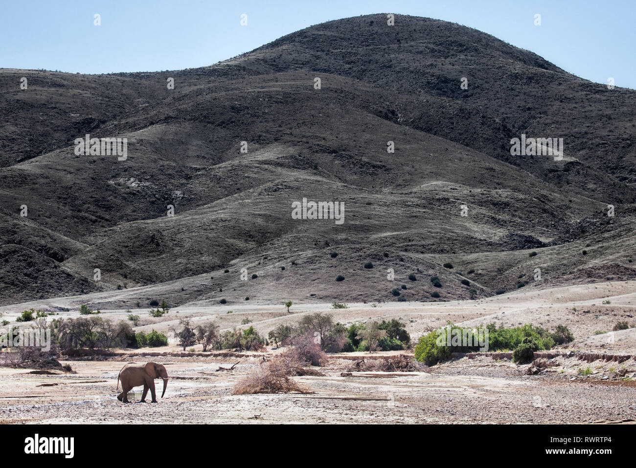 Un éléphant du désert près de Purros, la Namibie. Banque D'Images