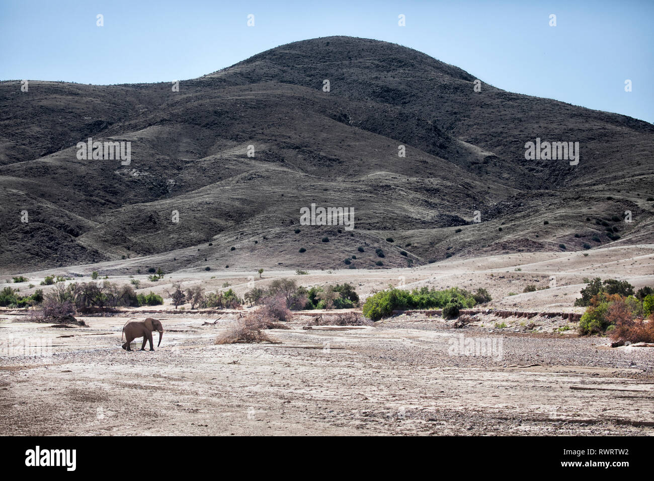 Un éléphant du désert près de Purros, la Namibie. Banque D'Images