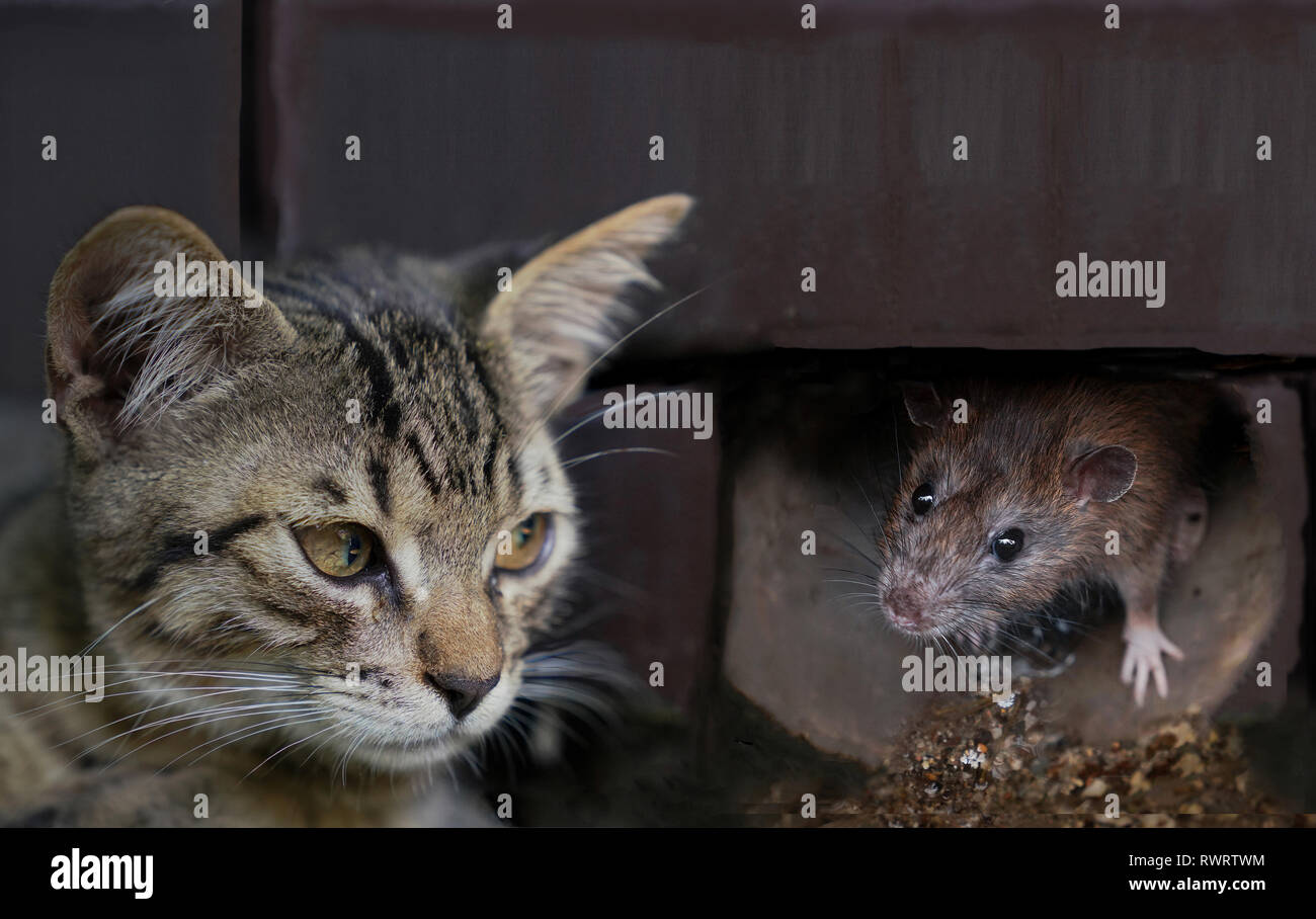 Cat du regard et l'attente d'une souris pour sortir de son trou Photo Stock  - Alamy