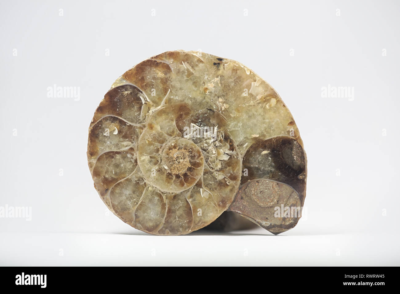 Tranchés et fossiles d'ammonites poli Banque D'Images