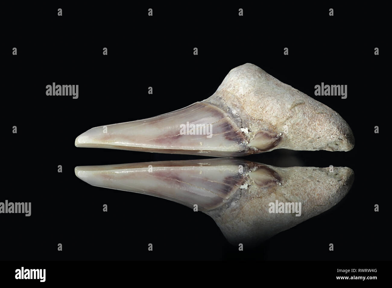 Dent de requin fossilisée du Maroc Banque D'Images