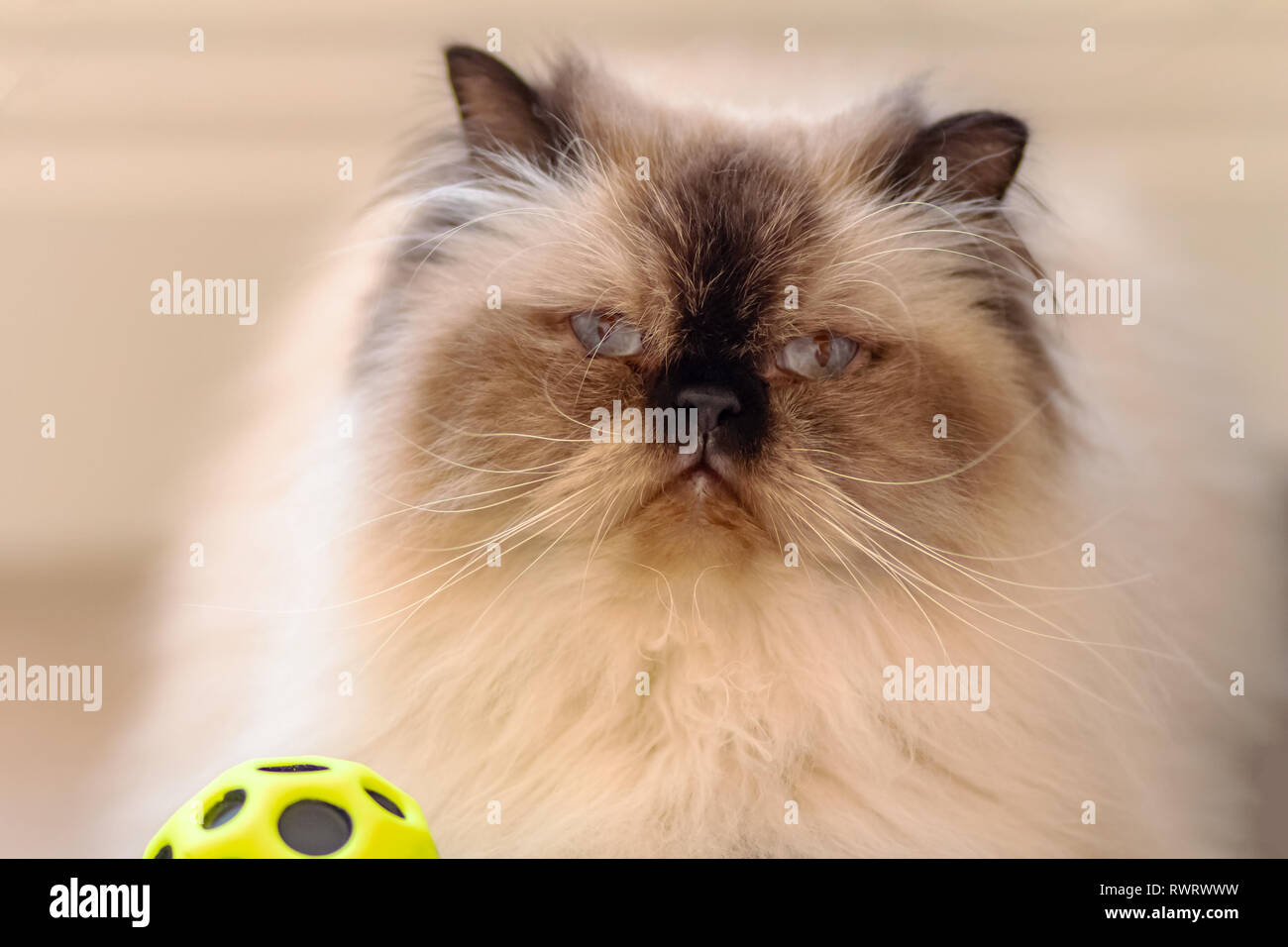 Un poil long aux yeux bleus avec de longues moustaches blanches moelleuses himalayan cat avec une balle Banque D'Images