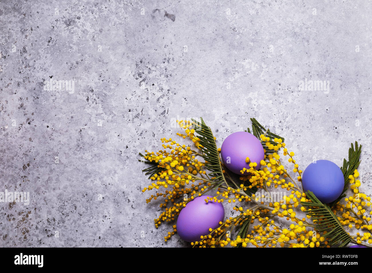 La direction générale de mimosa et les oeufs de Pâques décorés dans différentes couleurs avec copie espace, vue du dessus Banque D'Images