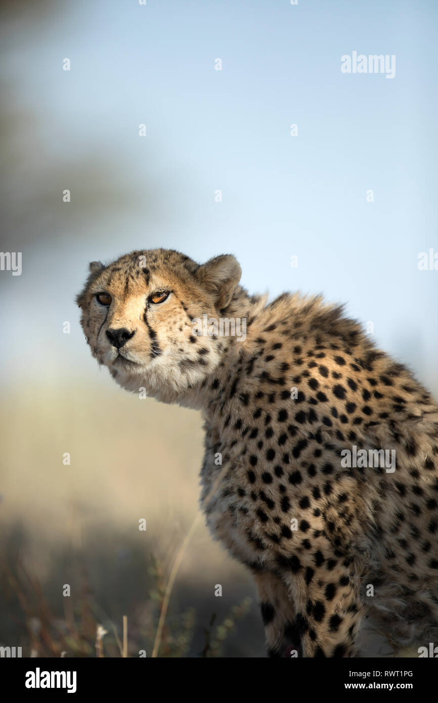 Un guépard ressemble sur avec ses yeux d'or vers sa proie. Banque D'Images