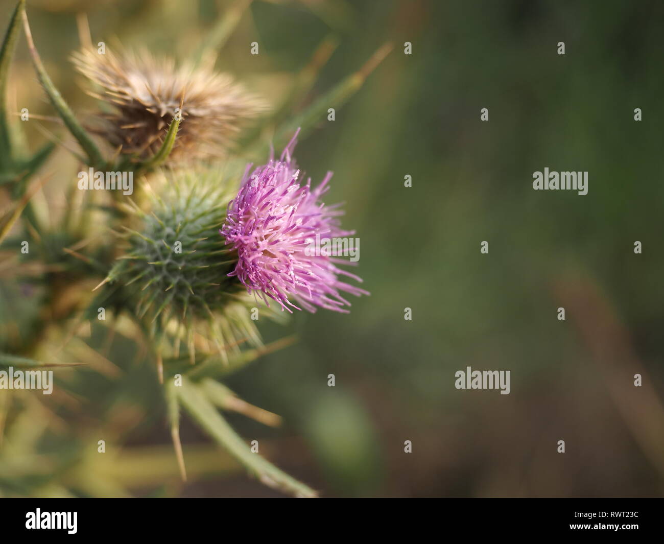 Chardon pourpre culture des fleurs dans la nature de l'Australie. Belle floraison, épineux chardon piquant sur le bush. Banque D'Images