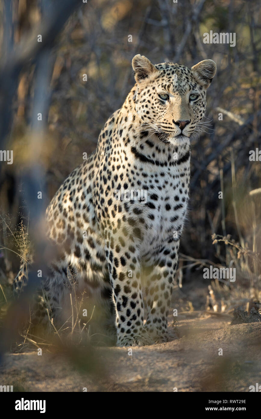 Un léopard d'or dans la lumière du matin. Banque D'Images